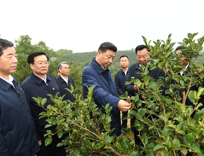 　　9月16日至18日，中共中央總書記、國家主席、中央軍委主席習近平在河南考察。這是17日上午，習近平來到信陽市光山縣槐店鄉(xiāng)司馬光油茶園，實地察看油茶樹種植和掛果情況。新華社記者 謝環(huán)馳 攝